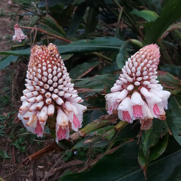 Alpinia Pricei