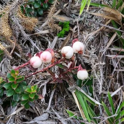 Gaultheria itoana Hayata, Taiwan Gaultheria