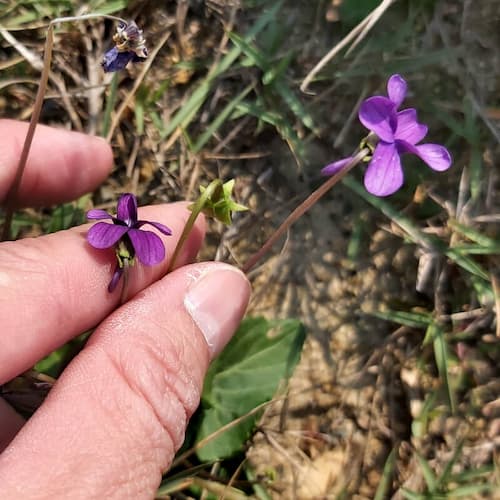 Hairy Violet