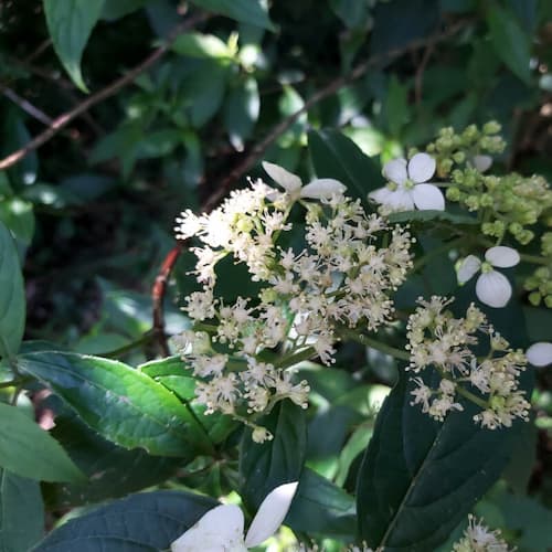 Narrow-petaled Hydrangea