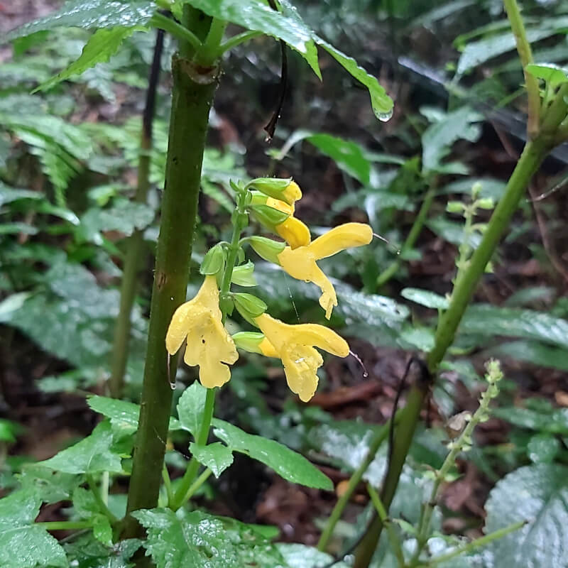 Salvia nipponica var. formosana