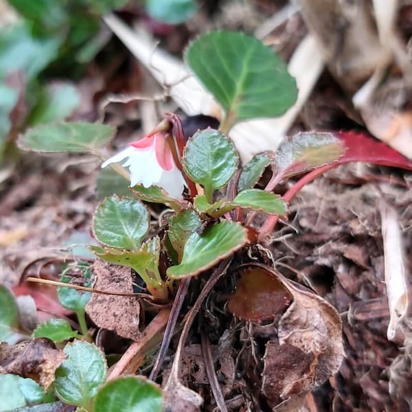 Shortia exappendiculata Hayata-20200725