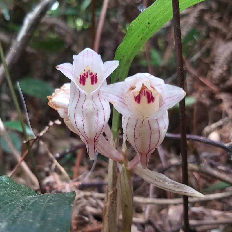 Striate-Acanthephippium-20200418