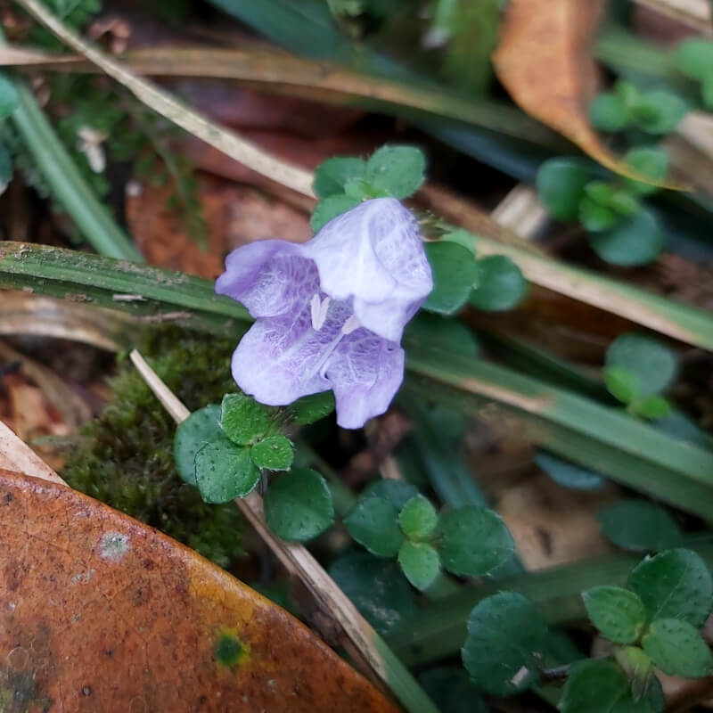 Strobilanthes rankanensis Hayata