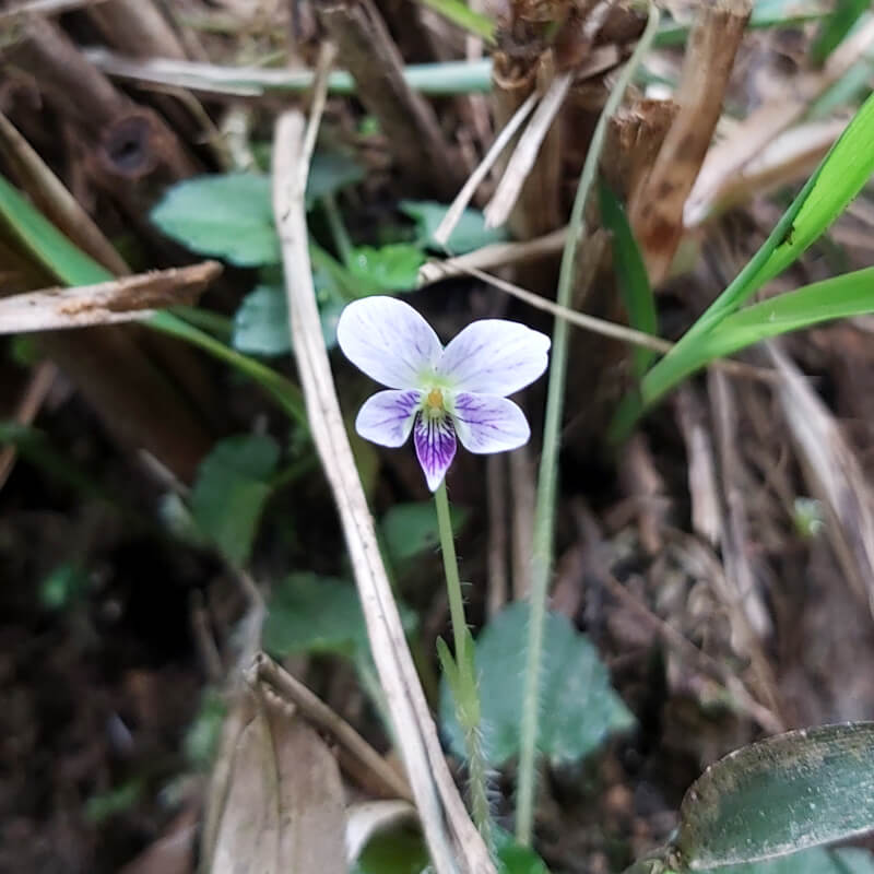 Taipei Climbing Violet