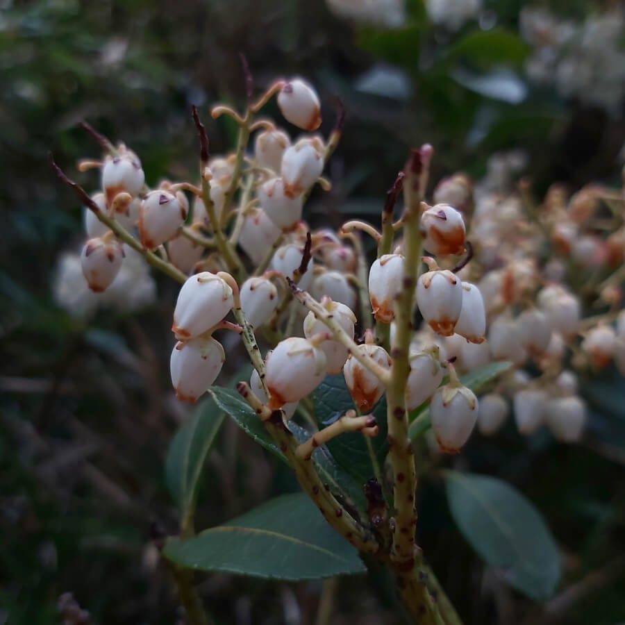 Taiwan Pieris