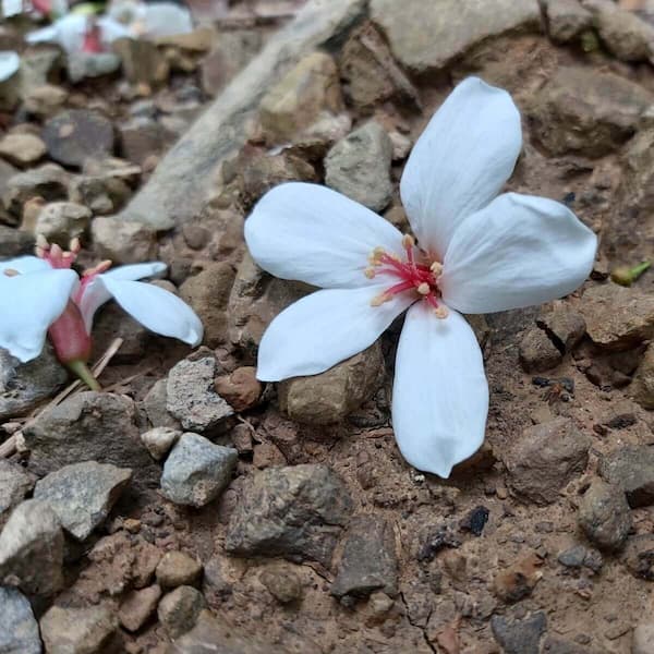 tung-tree-flowers